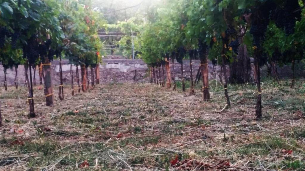 Contrada Vigna Bed and Breakfast Vietri Εξωτερικό φωτογραφία