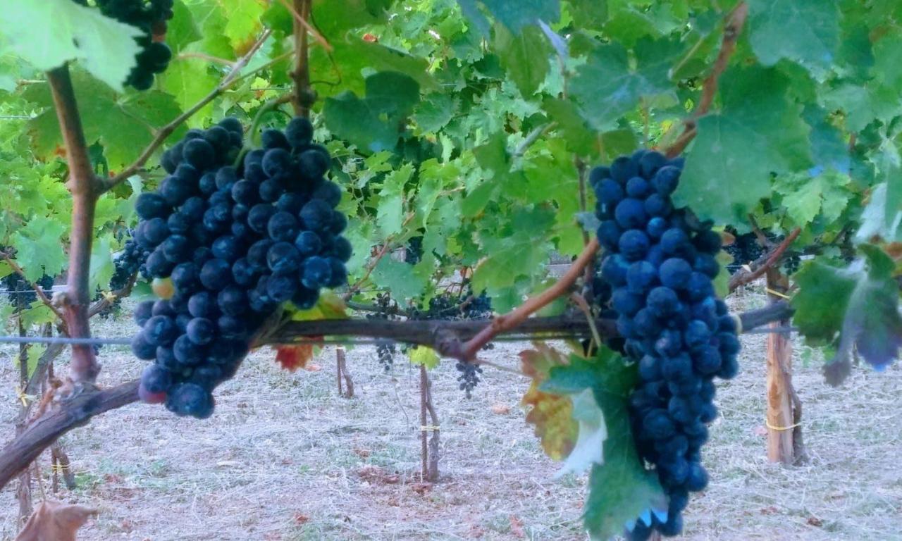 Contrada Vigna Bed and Breakfast Vietri Εξωτερικό φωτογραφία